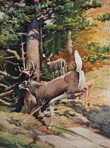 1940s print White Tailed deer by Francis Lee Jaques