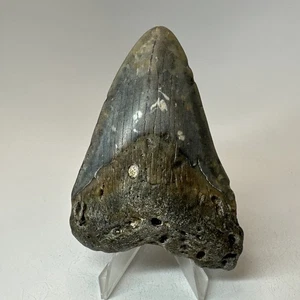 Megalodon Shark Tooth 3.77 Inch - Natural - Carolina Fossil - Real Teeth 19881 - Picture 1 of 8