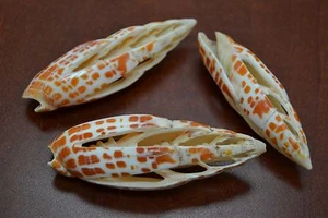 3 STCK. VERSCHIEDENE GESCHNITTENE GESCHNITTENE MITRA EPISCOPALIS MUSCHEL STRAND DEKOR 3" - 4" #T-1933 - Bild 1 von 1