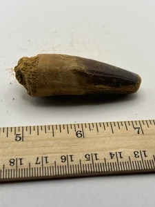 Spinosaurus 2.75” TOOTH  Teeth Dinosaur Fossil before T Rex Cretaceous C43 - Picture 1 of 5