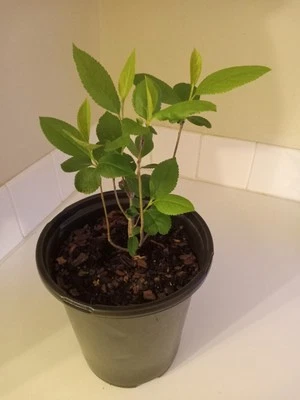 Arbusto de chokeberry negro, planta viva, maceta de 1 galón. Foto 1 de 3