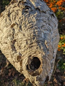 Bald Face Hornets Paper Wasp Hive Nest Branch Mancave Bees Nest Huge - Picture 1 of 24