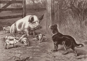 BORDER COLLIE SCHWEIN UND FERKEL SCHÖNES BILD HUND GRÜSSE NOTIZKARTE - Bild 1 von 1