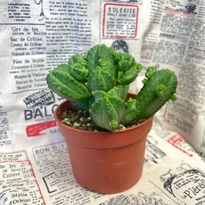 Euphorbia tubiglans Live Succulent, 10.5cm Potted Plant, Low Maintenance Indoor - Picture 1 of 7