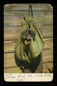 Perro cachorro postal Dachshund en un saco colgado en una pared - Imagen 1 de 2