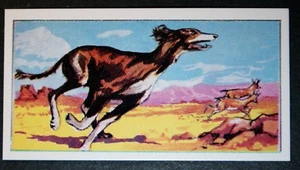 SALUKI aka GAZELLE HOUND Vintage 1971 Illustrated Dog Card DE11M - Picture 1 of 2