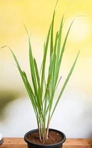 3 Nos,live growing lemongrass plants Organically grown. Buy 1 And Get 1 Free - Picture 1 of 7