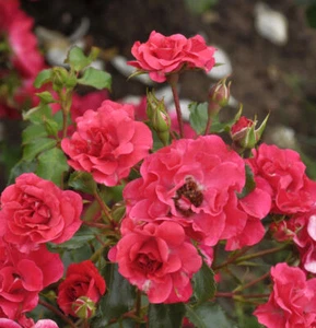 Hochstamm Rose Rotilia 80-100cm - Bild 1 von 1