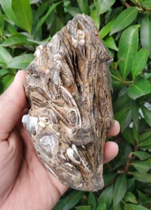 485 Gr Natural Matrix  Bivalvia Clam Turritella Rough PELECYPODA Fossil - Picture 1 of 9