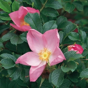 Bodendeckerrose Dagmar Hastrup, Rosa rugosa, Hastrup, 1914 - wurzelecht - Co. 5 - Bild 1 von 1