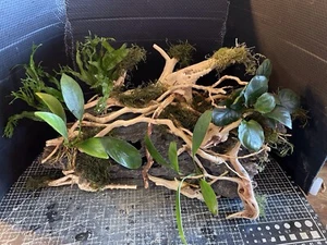 Aquarium/Vivarium Hideaway/Shelter Large Plec/axolotl Hiding Cave - Picture 1 of 9