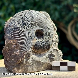 Harpoceras falciferum ammonite fossil – falciferum zone, upper lias, lower - Picture 1 of 2