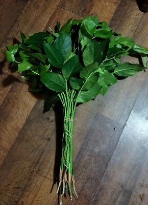 Fresh Salal  1.5 Lbs - Image 1 of 4