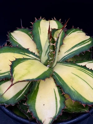 Agave bovicornuta ‘Holstein’ NICE!/variegated/specimen/copiapoa/ariocarpus/D - Image 1 of 4