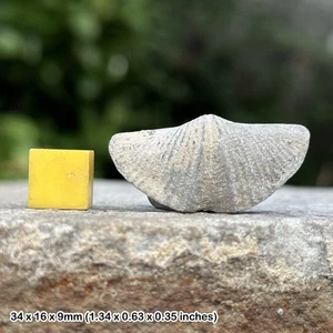 Winged brachiopod fossil (mucrospirifer thedfordensis) - middle devonian, - Picture 1 of 1