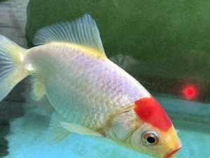 IMPORTED CHINESE AAA-GRADE SUMO BODY 5.5" RED CAP TANCHO WAKIN - Picture 1 of 10