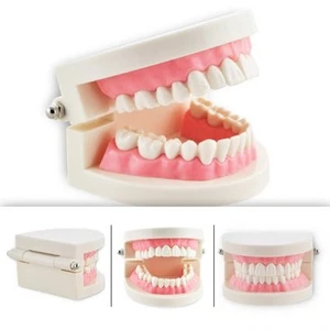 1 Piece Dental Dentist Flesh Pink Gums Standard Teeth Tooth Teach Model - Picture 1 of 6