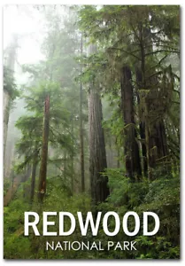 Redwood National Park, Kalifornien Kühlschrankmagnete Größe 2,5 Zoll x 3,5 Zoll - Bild 1 von 1