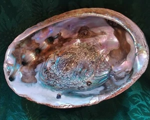 Abalone Shell Beautiful Colors - Picture 1 of 5