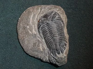Depósito marroquí TRILOBITE GREENOPS PHACOPS PERÍODO DEVONIAN 395-345 millones de años - Imagen 1 de 7