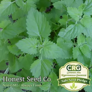 Catnip Catmint Seeds | Non-GMO | Heirloom | Fresh Garden Seeds from USA - Picture 1 of 1