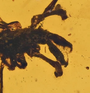 Rare Archaeidae (Assassin Spider), Fossil insect inclusion in Burmese Amber - Picture 1 of 3