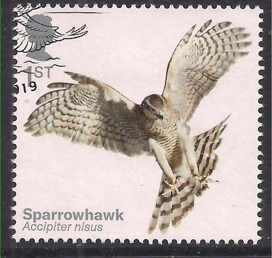 GB 2019 QE2 1st Birds of Prey ' Sparrowhawk ' Ex Fdc SG 4207 ( D128 ) - Image 1 of 1