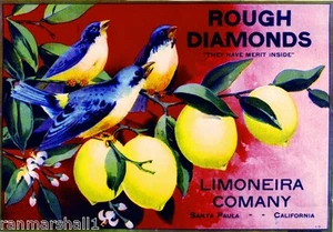 Santa Paula Ventura diamantes en bruto pájaros azules limón caja cítricos estampado artístico - Imagen 1 de 1