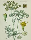 1885 Antique lithograph of a DILL PLANT. HORTICULTURE. 136 years old print.