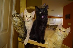 Scoot & Newts präsentiert ""Vielfalt"" mit Phig, Cheeto, Tony & Fluffa Lou 5 x 7 - Bild 1 von 1