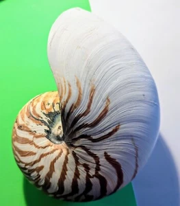 Imperfect Collectible Natural Polished Nautilus Sea Shell - 7.5"X7"X5.5" - Picture 1 of 13