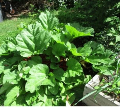 4 Xxl Victoria Rhubarb  / Crown  Heirloom- Organic-Freshly dug!!! Big Plants - Image 1 of 2