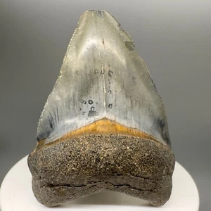Fantastic Colors, Deformed 2.44" MEGALODON Tooth - Venice, FL - Picture 1 of 6