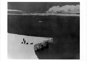 POSTAL de 1989 de los pingüinos emperador•Antártida foto Neelon Crawford - Imagen 1 de 1