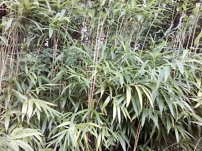 1 英尺 Pseudosasa japonica 箭头 BAMBOO RHIZOME — 第 1/3 张图片