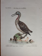George Edwards Hand Colored Print - The Red-Throated Loon from Greenland