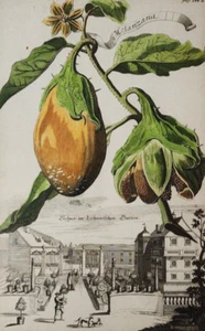 Rare 1713 J. C. VOLCKAMER Botanical Engraving from "Hesperidum Norimbergensium" - Picture 1 of 7