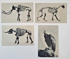 FOUR La Brea Tar Pits Fossil Los Angeles County Museum Vintage Postcards - Picture 1 of 9