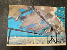 Polar Bear Hide Dries,  Canadian Arctic Postcard