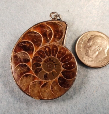 Colgante fósil concha de amonita espécimen de Madagascar Foto 1 de 4