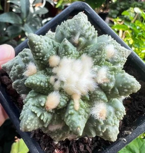 6.1cm liveSucculent plant Ariocarpus Fis Hybird 'Godzilla' WYSIWYG G ratfed - Picture 1 of 6