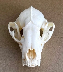 Wild Badger Skull Badger Hunting Trophy Taxidermy Teeth Head Bone Skeleton X3 - Picture 1 of 4