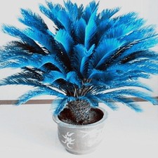 100 Pcs Blue Cycas Seeds Sago Palm Tree Seeds Bonsai Blower Home Garden Decor