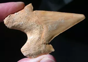 Großer Otodus Fossil Haizahn Megalodon Ahne 2,32 cm keine Restauration - Bild 1 von 9