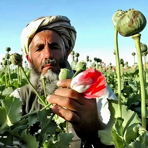 Echter Schlafmohn ~ 5700 seeds, 1,5 g++ / lat. Papaver Somniferum - Bild 1 von 17