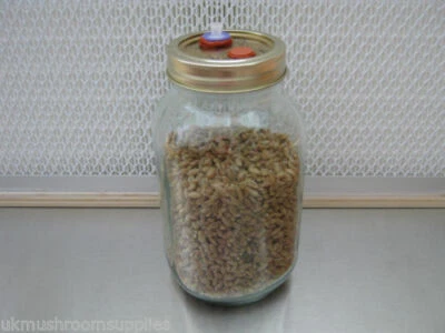 Kit spawn per funghi - coltiva la tua spawn per funghi, include la cultura. - Immagine 1 di 4