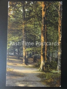 c1905 - Groham Hurst, CROYDON - Picture 1 of 1