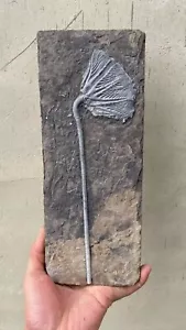 1950 grams of fossils of crinoid from the Guanling Biota in Guizhou - Picture 1 of 2