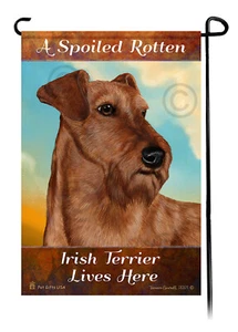 Hier lebt ein verwöhnter fauler Irish Terrier - Bild 1 von 1