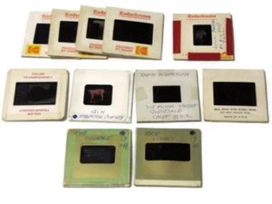 Lotto di 11 diapositive di orango capra lontra lucertola orso bruco Kodachrome vintage - Foto 1 di 12